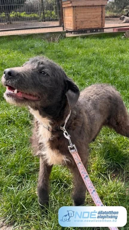 Csupaszép Csegő photo 4