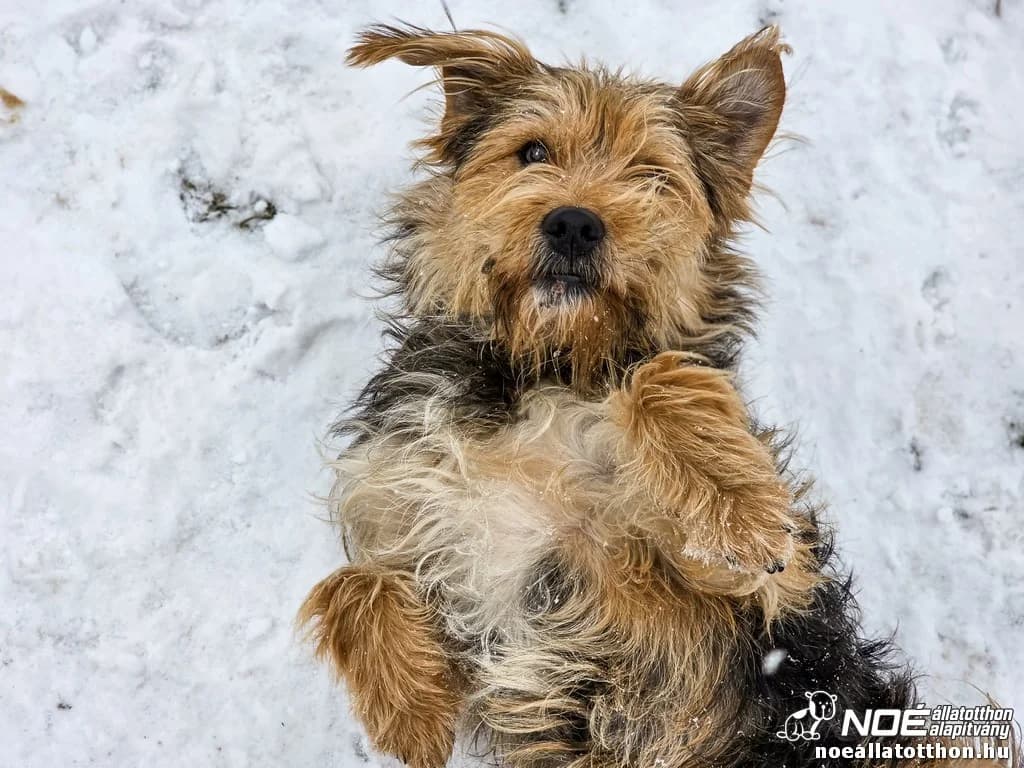 Edie - gazdijelöltes!