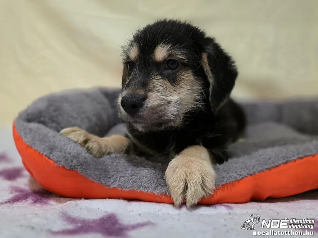 Egres, male puppy Mixed Breed for adoption at Noé Állatotthon, Budapest