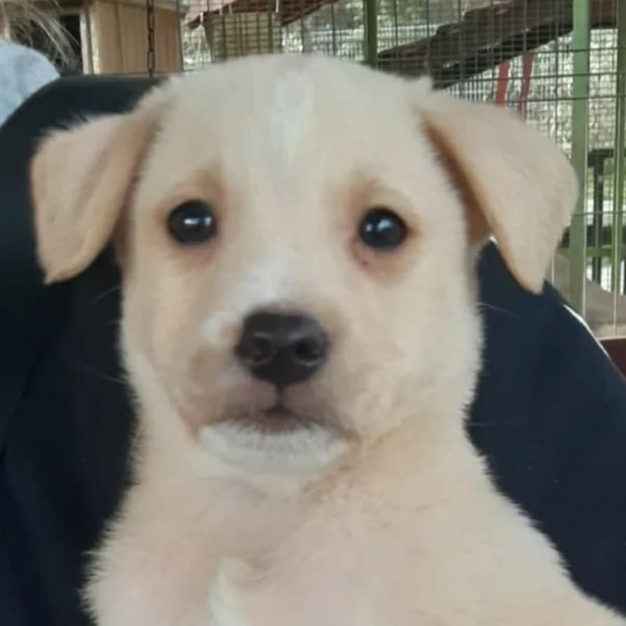 Vasutas, male puppy Mixed Breed for adoption at Noé Állatotthon, Budapest
