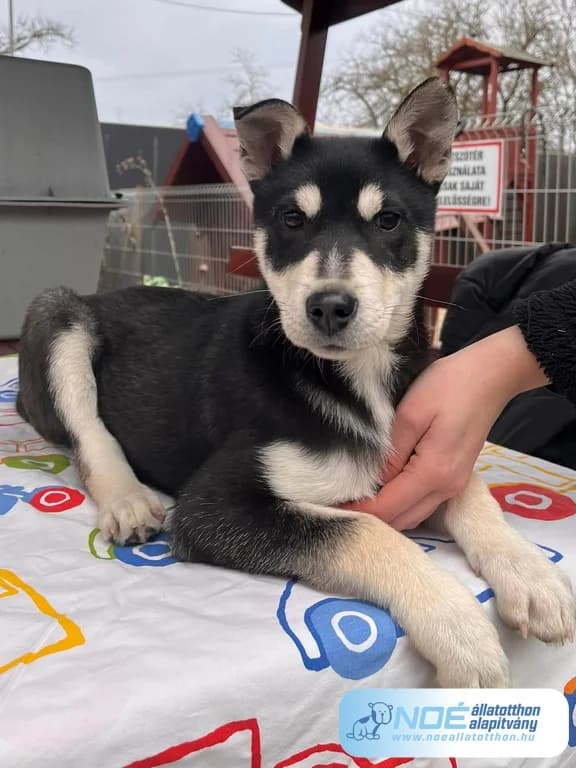 Punky, male puppy Mixed Breed for adoption at Noé Állatotthon, Budapest