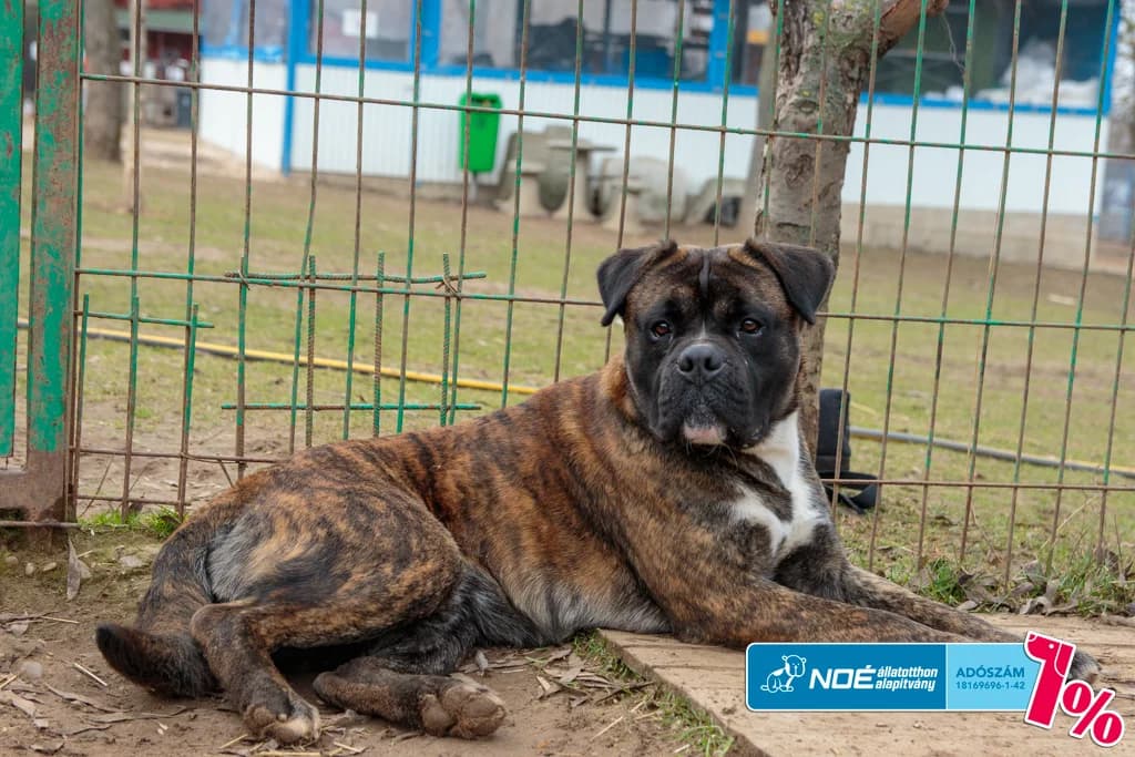 Bronzon, male young Boxer for adoption at Noé Állatotthon, Budapest