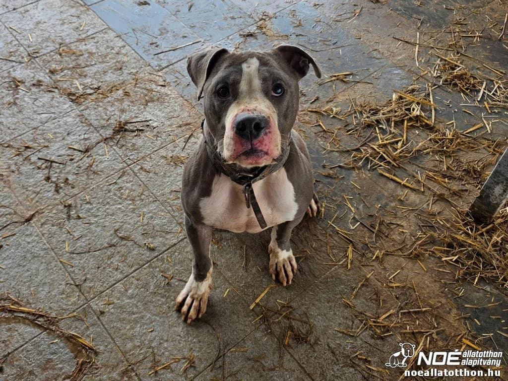 Spikey, male 6yo Mixed Breed for adoption at Noé Állatotthon, Budapest