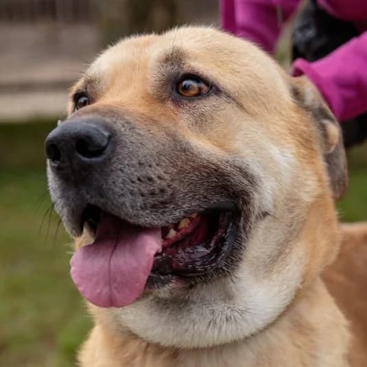 Panko, male 3yo Kangal for adoption at Noé Állatotthon, Budapest