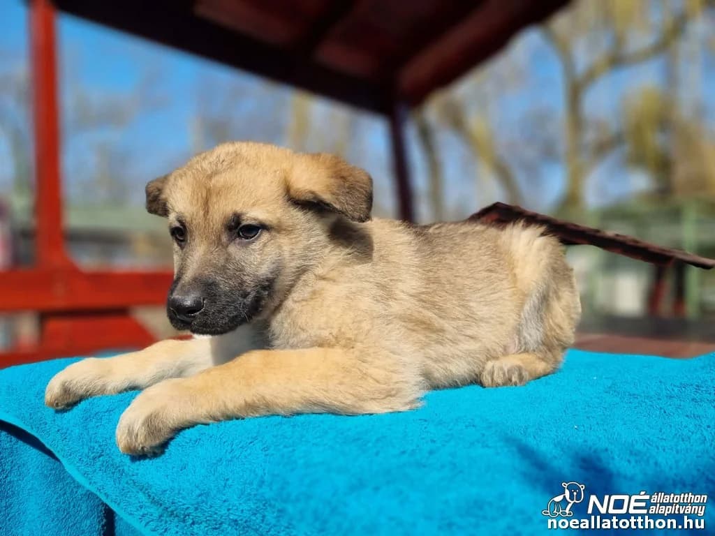 Buják Bolt, male puppy Mixed Breed for adoption at Noé Állatotthon, Budapest