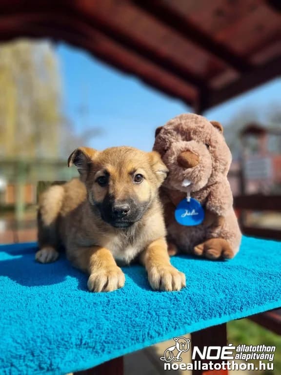 Buják Bexi, female puppy Mixed Breed for adoption at Noé Állatotthon, Budapest