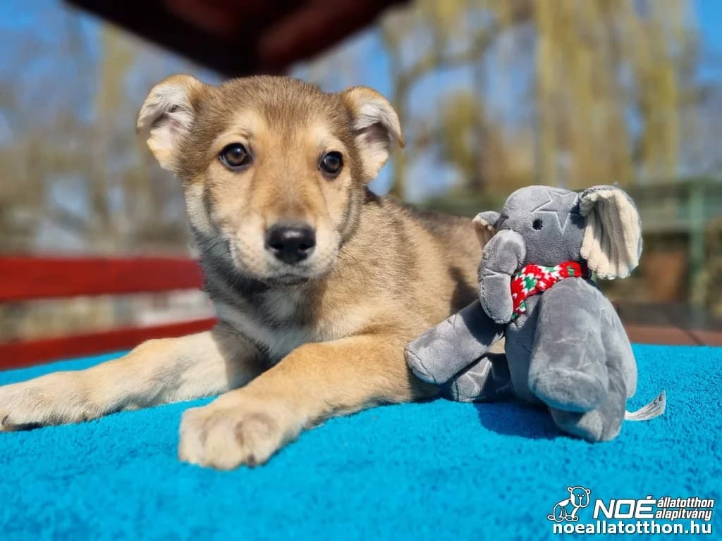 Buják Bongo, male puppy Mixed Breed for adoption at Noé Állatotthon, Budapest