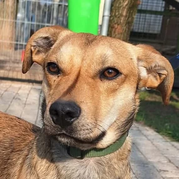 Moki, male young Mixed Breed for adoption at Noé Állatotthon, Budapest