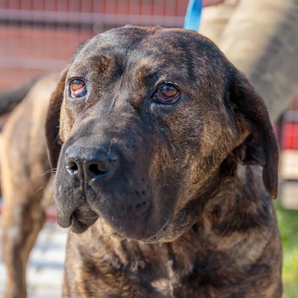 Cherry Coke, female puppy Mixed Breed for adoption at Noé Állatotthon, Budapest