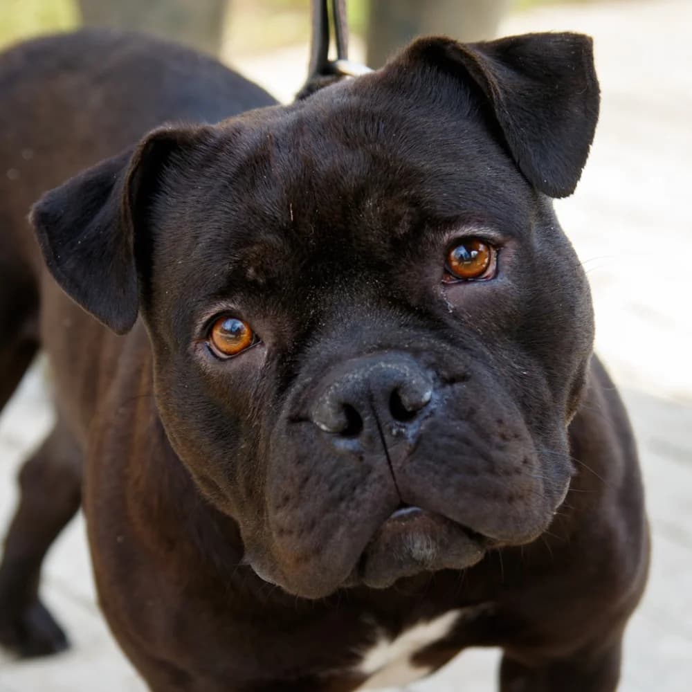 Ripley - EREDETI GAZDÁJÁT KERESSÜK