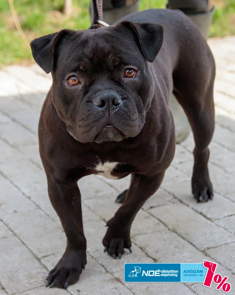 Ripley - EREDETI GAZDÁJÁT KERESSÜK photo 2