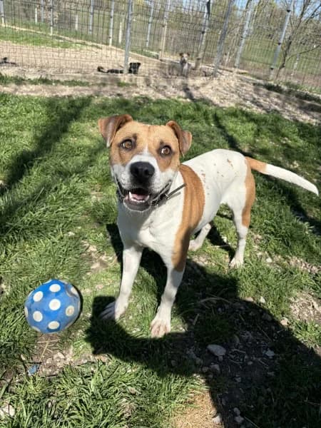 Alpha, Mixed Breed (Miskolci Állatsegítő Alapítvány (MÁSA))