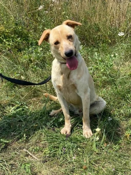 Milo, Mixed Breed (Miskolci Állatsegítő Alapítvány (MÁSA))