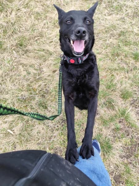 Sápi Mama, Mixed Breed (Miskolci Állatsegítő Alapítvány (MÁSA))