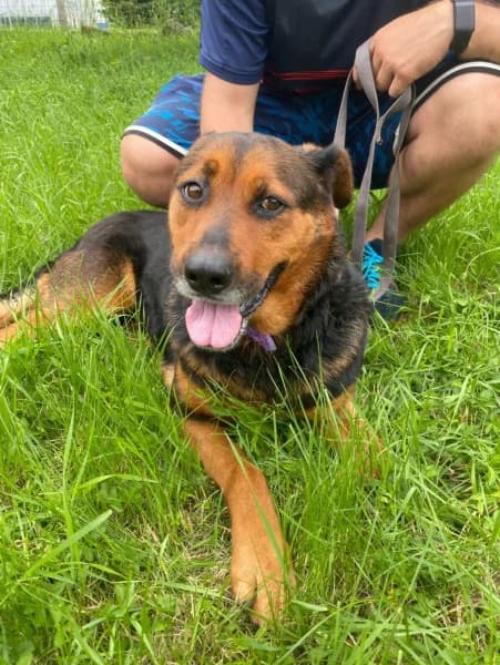 Sári, Mixed Breed (Miskolci Állatsegítő Alapítvány (MÁSA))