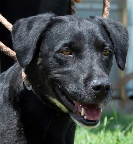 Gibzon, Mixed Breed (Miskolci Állatsegítő Alapítvány (MÁSA))