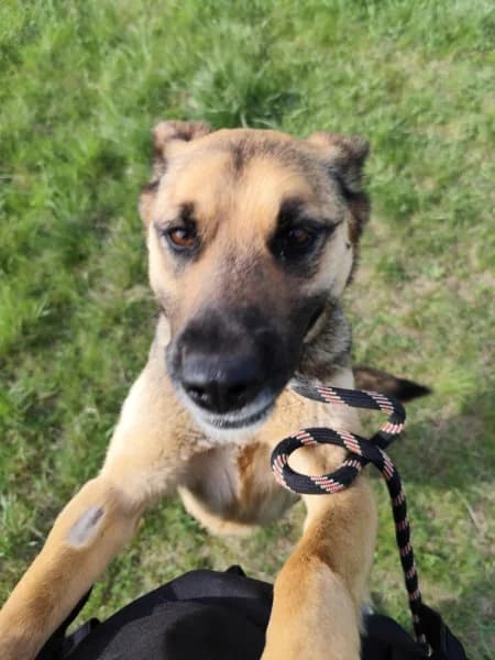 Bonbon, female 7yo Mixed Breed for adoption at Miskolci Állatsegítő Alapítvány (MÁSA)