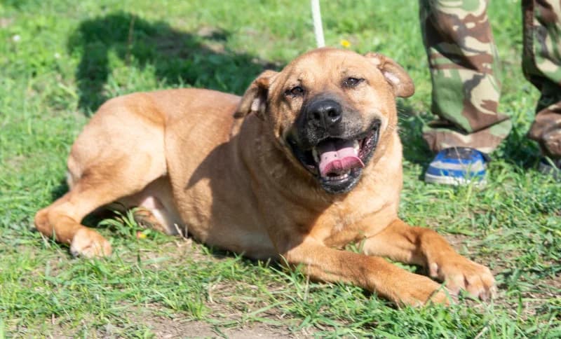 Dobi, Mixed Breed (Miskolci Állatsegítő Alapítvány (MÁSA))