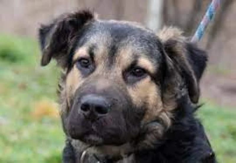 Harcos, Mixed Breed (Miskolci Állatsegítő Alapítvány (MÁSA))