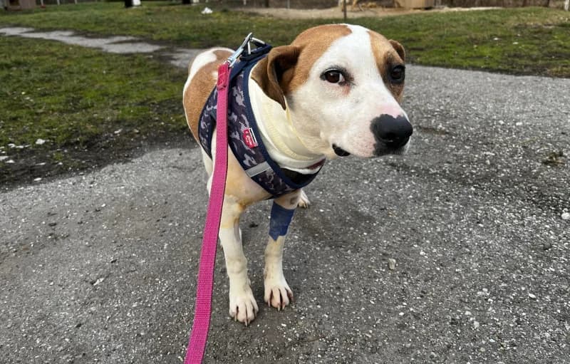 Timo, Mixed Breed (Miskolci Állatsegítő Alapítvány (MÁSA))