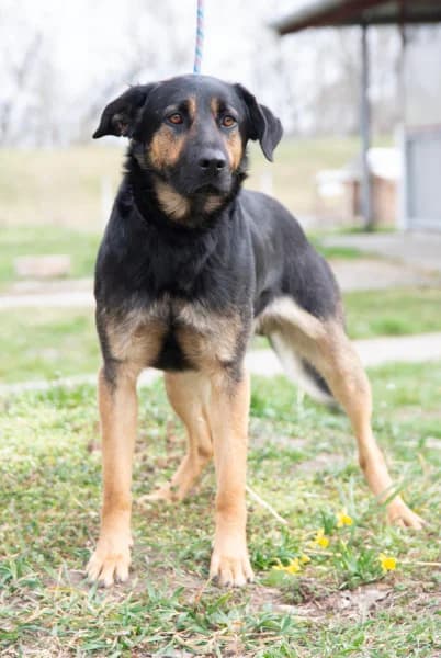 Rinti, Mixed Breed (Miskolci Állatsegítő Alapítvány (MÁSA))