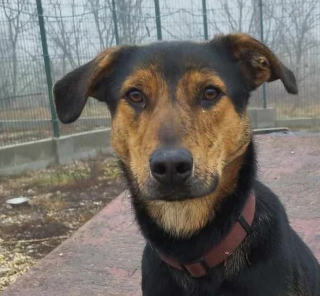 Gino/Nudli, male young Mixed Breed for adoption at Miskolci Állatsegítő Alapítvány (MÁSA)