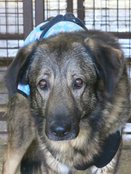 Tomi, male 6yo Mixed Breed for adoption at Miskolci Állatsegítő Alapítvány (MÁSA)
