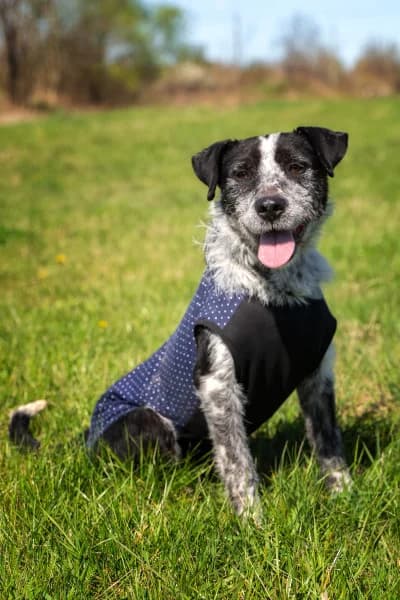 Hecsedli, female 5yo Mixed Breed for adoption at Miskolci Állatsegítő Alapítvány (MÁSA)