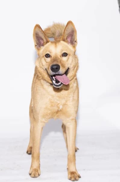 Csöpi, male 3yo Mixed Breed for adoption at Miskolci Állatsegítő Alapítvány (MÁSA)