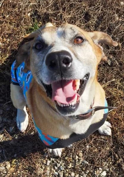 Jónás, male 5yo Mixed Breed for adoption at Miskolci Állatsegítő Alapítvány (MÁSA)