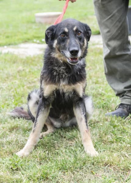 Lola, female 5yo Mixed Breed for adoption at Miskolci Állatsegítő Alapítvány (MÁSA)