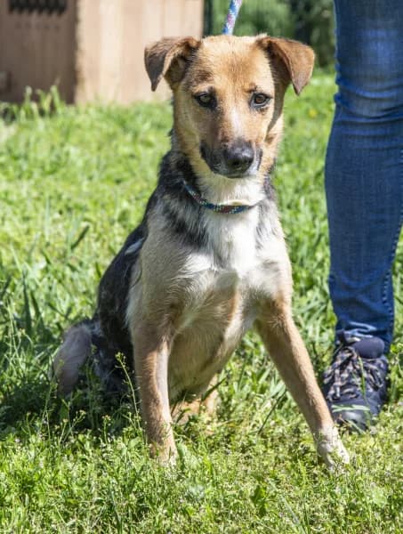 Abba, female 3yo Mixed Breed for adoption at Miskolci Állatsegítő Alapítvány (MÁSA)
