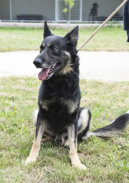 Alex, male 5yo Mixed Breed for adoption at Miskolci Állatsegítő Alapítvány (MÁSA)