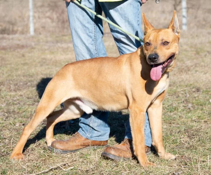 Nokedli, male 6yo Mixed Breed for adoption at Miskolci Állatsegítő Alapítvány (MÁSA)
