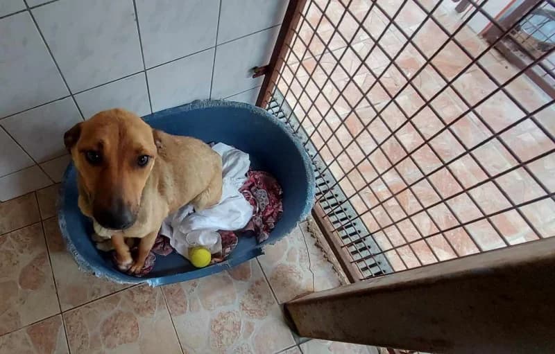 Molly, female young Mixed Breed for adoption at Miskolci Állatsegítő Alapítvány (MÁSA)