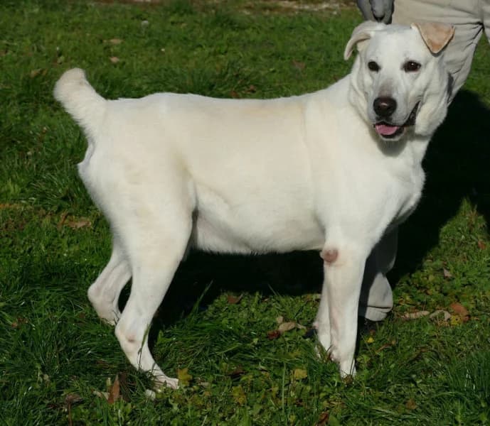 Csibész, male senior Mixed Breed for adoption at Miskolci Állatsegítő Alapítvány (MÁSA)