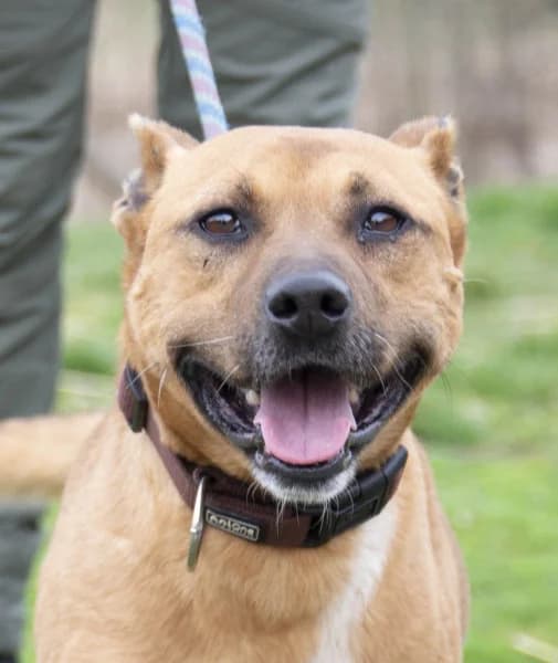 Donald, male 4yo Mixed Breed for adoption at Miskolci Állatsegítő Alapítvány (MÁSA)