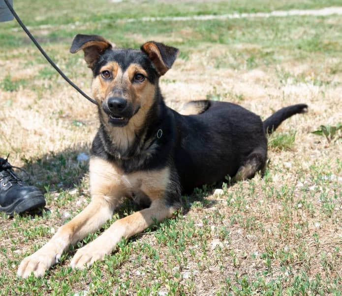 Pityke, male 3yo Mixed Breed for adoption at Miskolci Állatsegítő Alapítvány (MÁSA)