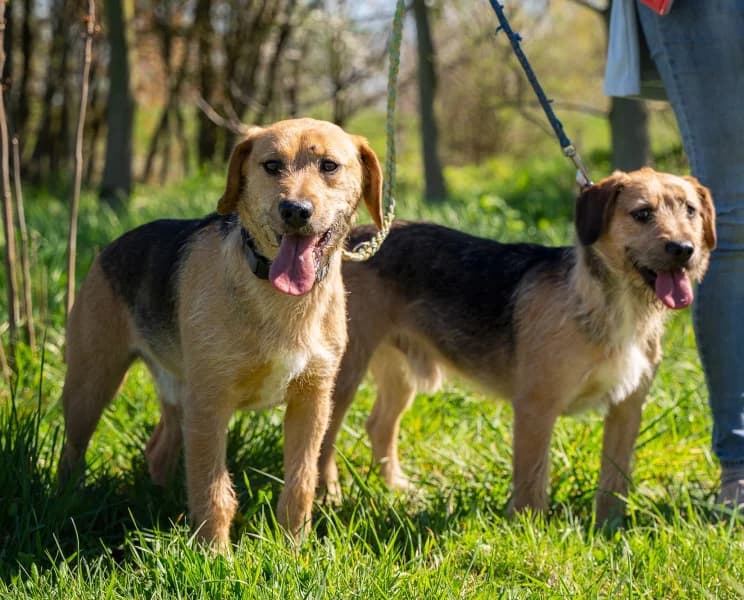 Plusz és Mínusz, male young Mixed Breed for adoption at Miskolci Állatsegítő Alapítvány (MÁSA)