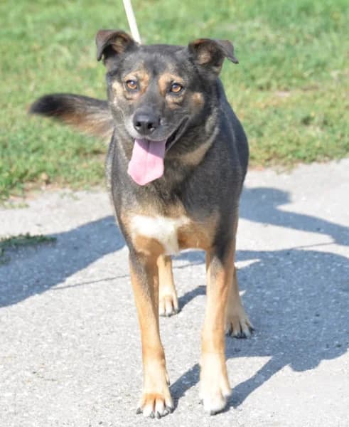 Dexter, male 5yo Mixed Breed for adoption at Miskolci Állatsegítő Alapítvány (MÁSA)