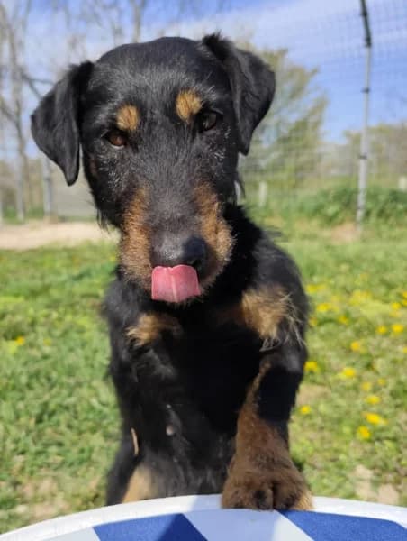 Adél, female Mixed Breed for adoption at Miskolci Állatsegítő Alapítvány (MÁSA)