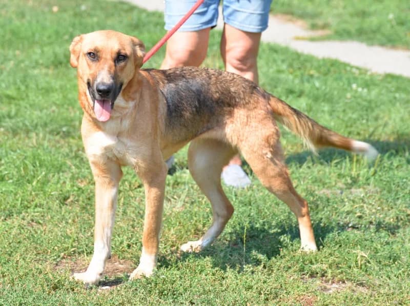 Kiara, female Mixed Breed for adoption at Miskolci Állatsegítő Alapítvány (MÁSA)