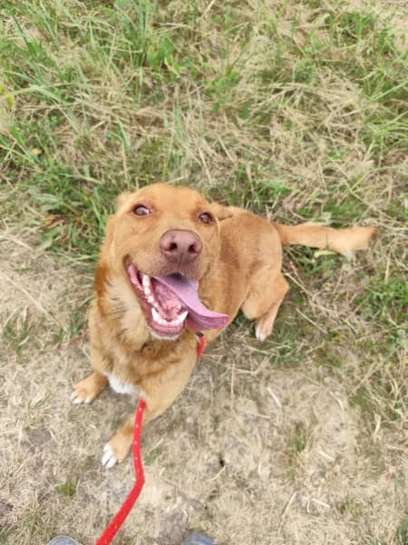 Mirtill, female Mixed Breed for adoption at Miskolci Állatsegítő Alapítvány (MÁSA)