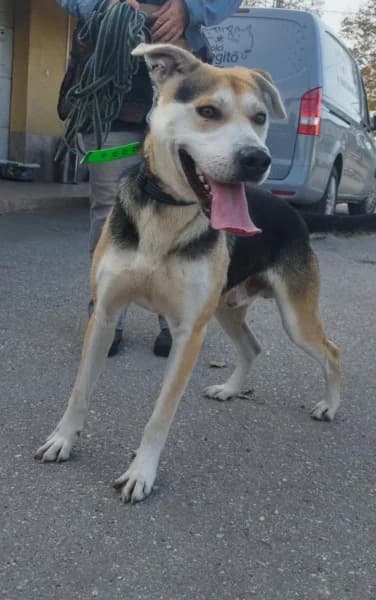 Zsolti, male Mixed Breed for adoption at Miskolci Állatsegítő Alapítvány (MÁSA)