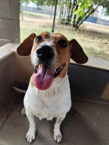Licsi, female Mixed Breed for adoption at Miskolci Állatsegítő Alapítvány (MÁSA)