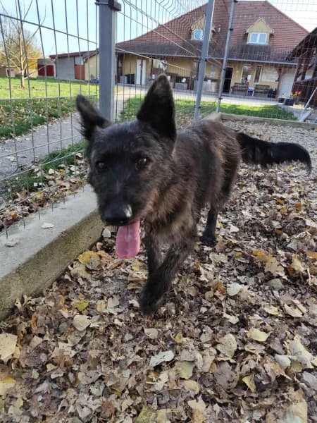 Wendy, female Mixed Breed for adoption at Miskolci Állatsegítő Alapítvány (MÁSA)