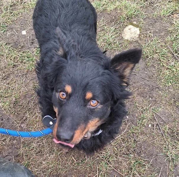 Sápi Karcsi, male young Mixed Breed for adoption at Miskolci Állatsegítő Alapítvány (MÁSA)