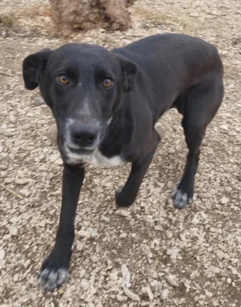 Fifi, male young Mixed Breed for adoption at Miskolci Állatsegítő Alapítvány (MÁSA)