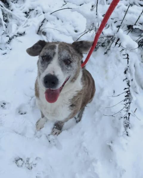 Patti, female Mixed Breed for adoption at Miskolci Állatsegítő Alapítvány (MÁSA)