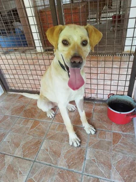 Igrici, male Mixed Breed for adoption at Miskolci Állatsegítő Alapítvány (MÁSA)